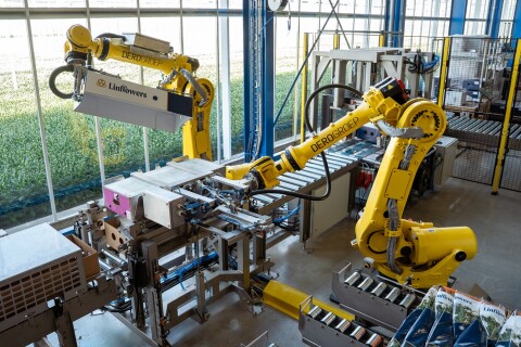 DERO FLOWER REPACKING LINFLOWERS 01   small