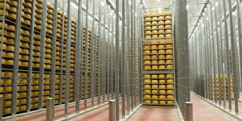 DERO GROEP CHEESE HOOFD 01