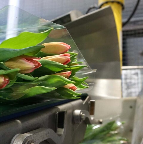 DERO GROEP HORTI HOOFD 01